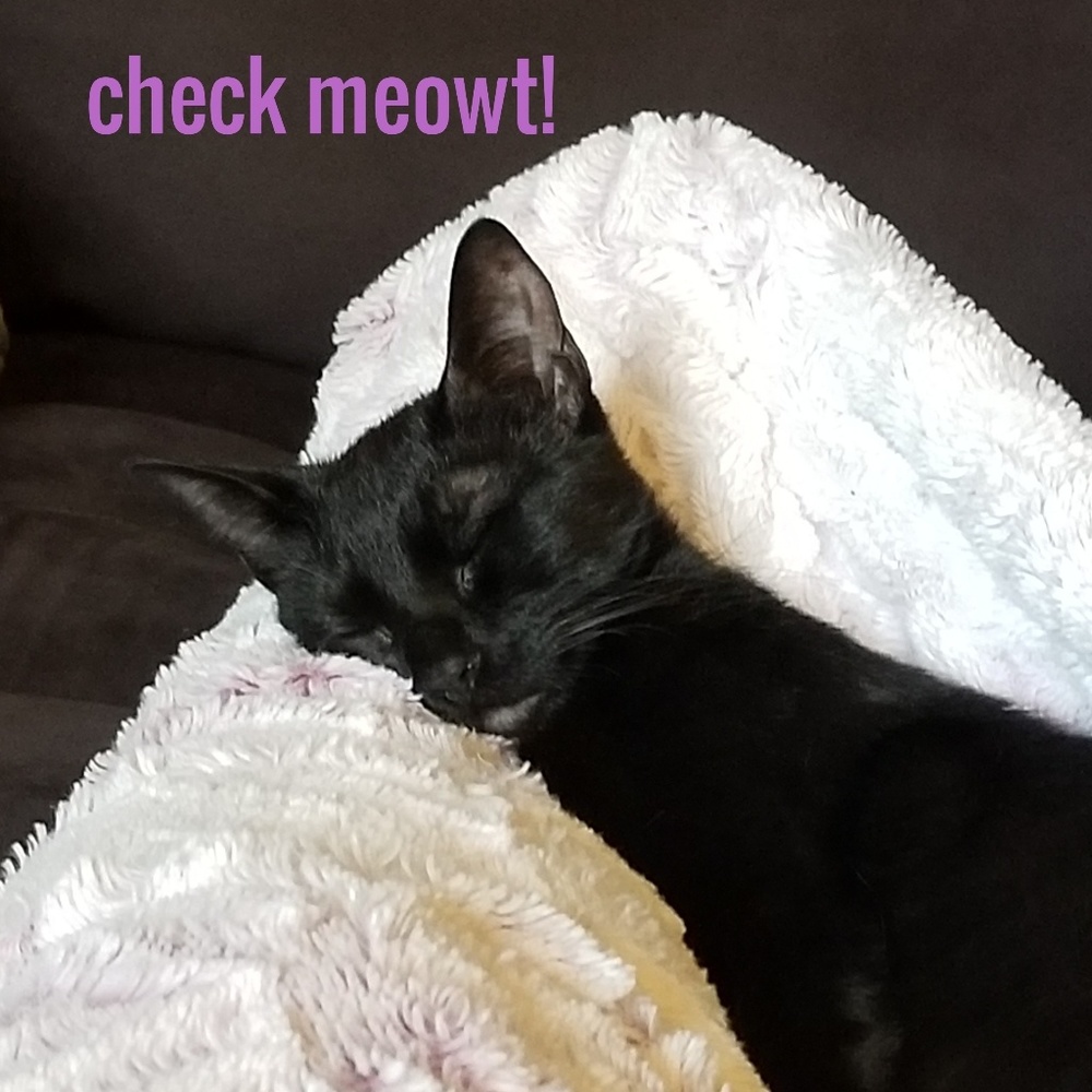 Meet your Posher, Joni